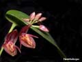 DSCN7009_klein