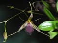 pleurothallis megalops