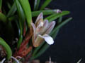 maxillaria uncata