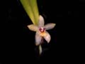 DSCN8993_klein