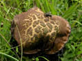 DSCN7694_klein