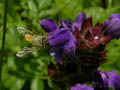DSCN7809_klein