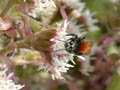 hummel