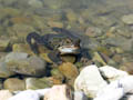 rana temporaria