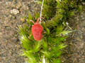 trombidium holosericeum