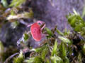 trombidium holosericeum