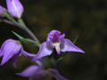 DSCN7518_klein