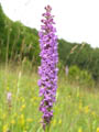 DSCN7738_klein