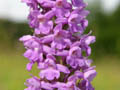 DSCN7739_klein