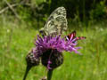 DSCN7824_klein