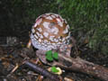 DSCN0048_klein