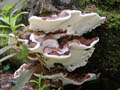 DSCN9850_klein