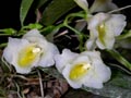 rodriguezia spec