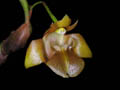 epigeneium chapaense