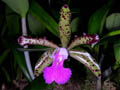 cattleya