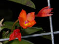 sophronites cernua