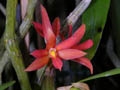 hexisea bidentata