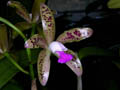 cattleya guttata