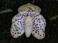 paphiopedilum bellatulum