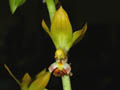 calanthe tricarinata