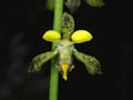 eulophia streptopetala