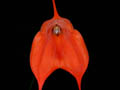 masdevallia hxbride