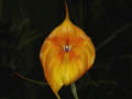 masdevallia hybride