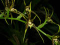 brassia lanceana