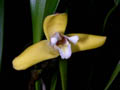 maxillaria parkeri