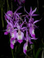 barkeria