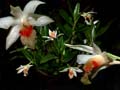 DSCN0529_klein