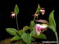 DSCN2270_klein