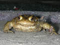 kroete
