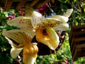 Stanhopea spec