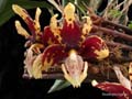 stanhopea tigrina