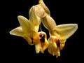 stanhopea cirrhata