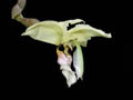 stanhopea gibbosa