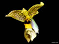 stanhopea wardii