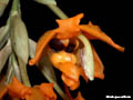 stanhopea anfracta