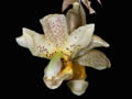 stanhopea x fowlieana