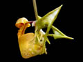 coryanthes