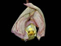 coryanthes feildengii