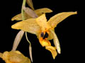 stanhopea nigripes