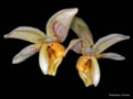 stanhopea hybride