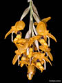 stanhopea anfracta