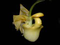 coryanthes flava