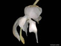 stanhopea candida