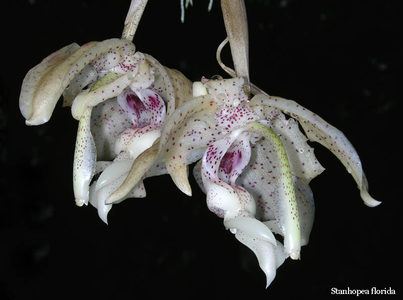 stanhopea florida