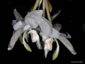 stanhopea candida