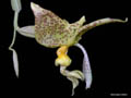 stanhopea ruckeri